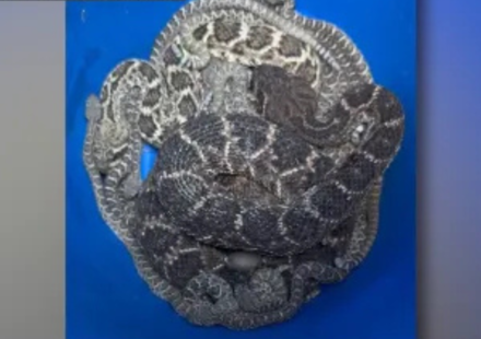 A Texas homeowner thought they had a snake problem. Then more than 20 rattlesnakes emerged from beneath the house