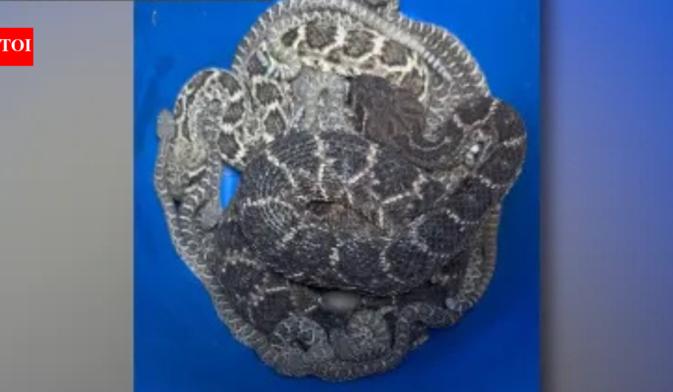 A Texas homeowner thought they had a snake problem. Then more than 20 rattlesnakes emerged from beneath the house