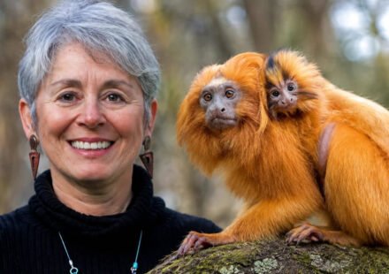 The golden lion tamarin seen on a R$20 banknote nearly vanished from Brazil: Zoologist Devra Kleiman helped bring it back