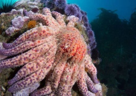 More than 99% of California’s sunflower sea stars vanished, now scientists have found a mysterious colony that could help revive dying kelp forests
