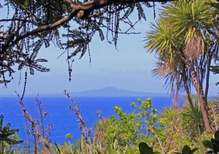 How 280,000 volunteer-planted trees transformed New Zealand's Tiritiri Matangi from a degraded island into a conservation sanctuary