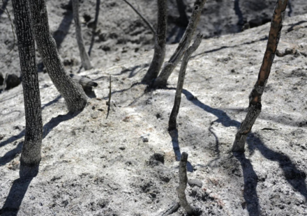Potatoes 'boiling' in ground, livestock dead: Record heat ruins harvest in South Korea, Japan, Hong Kong