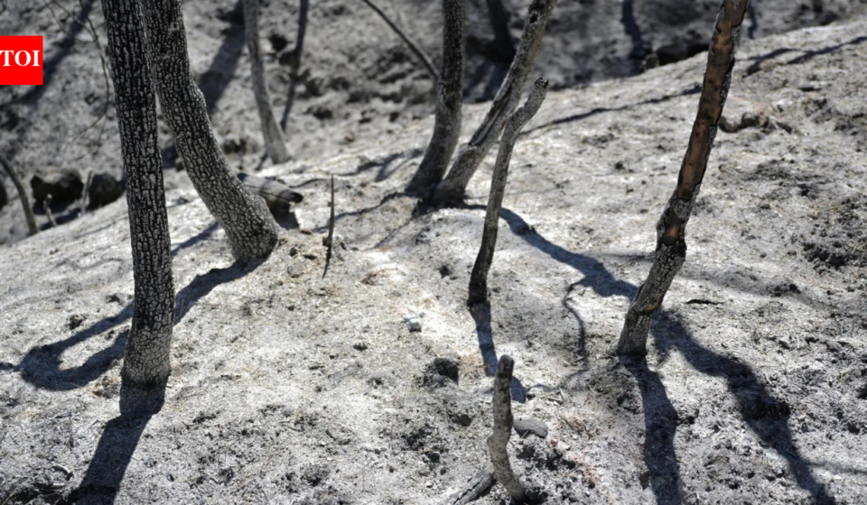 Potatoes 'boiling' in ground, livestock dead: Record heat ruins harvest in South Korea, Japan, Hong Kong