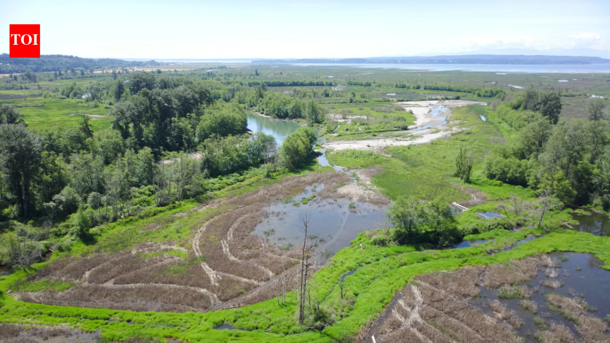 In June 2026, Washington began restoring 270 acres across two river islands; the project will reconnect the South Fork Skagit estuary to natural tides and hundreds more acres for endangered Chinook salmon