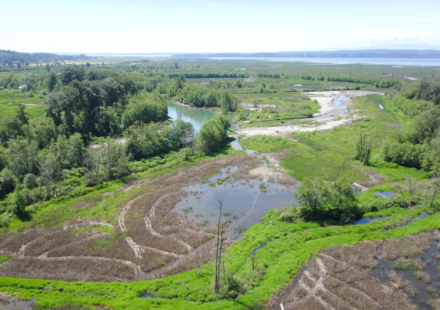 In June 2026, Washington began restoring 270 acres across two river islands; the project will reconnect the South Fork Skagit estuary to natural tides and hundreds more acres for endangered Chinook salmon