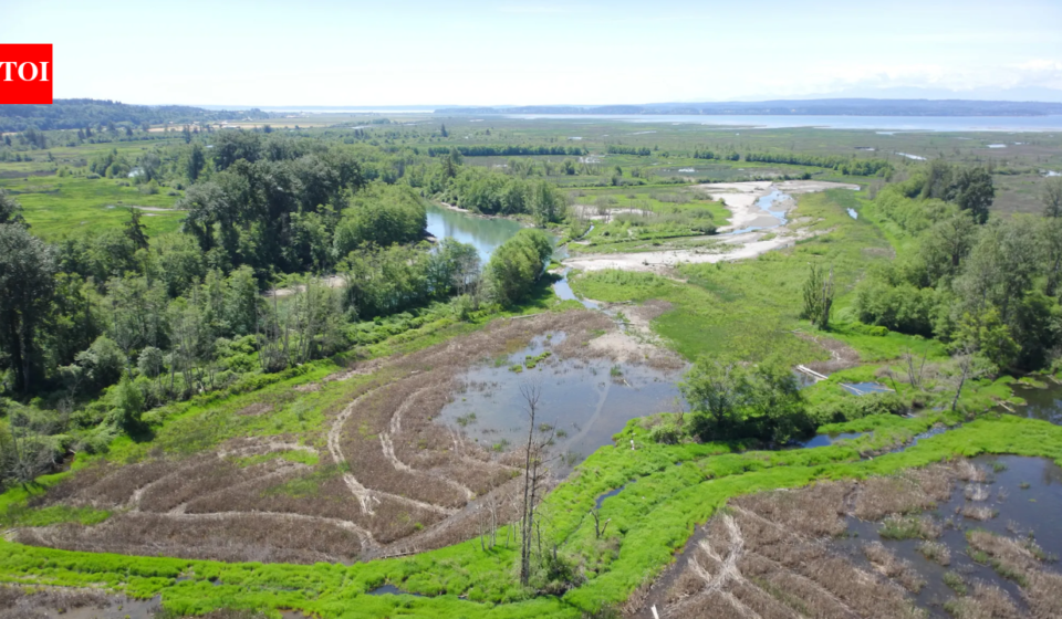 In June 2026, Washington began restoring 270 acres across two river islands; the project will reconnect the South Fork Skagit estuary to natural tides and hundreds more acres for endangered Chinook salmon