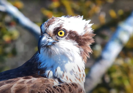 In 2017, conservationists began moving young ospreys from Scotland to Dorset; five years later they bred in southern England for the first time since 1847