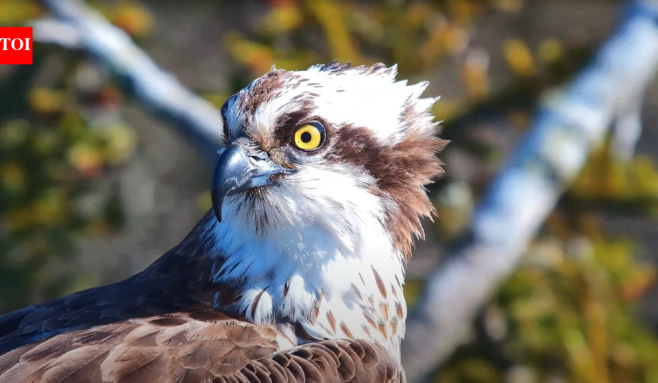 In 2017, conservationists began moving young ospreys from Scotland to Dorset; five years later they bred in southern England for the first time since 1847