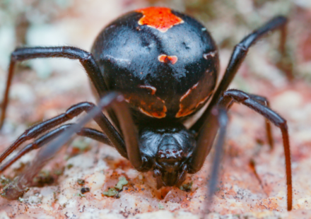 Male redback spiders somersault directly towards a female’s fangs during mating; scientists found the bizarre behaviour may come from surprisingly simple genetics