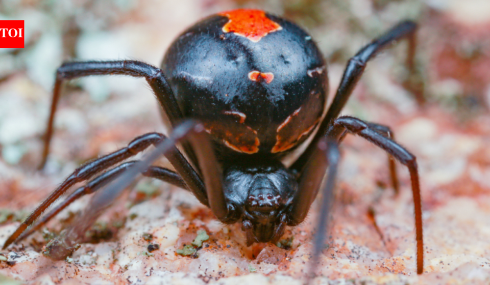 Male redback spiders somersault directly towards a female’s fangs during mating; scientists found the bizarre behaviour may come from surprisingly simple genetics