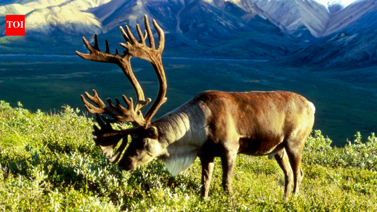 In 1958, the US moved 25 caribou to an Alaska island as emergency food for military personnel; by 2005, their herd had grown to 2,750