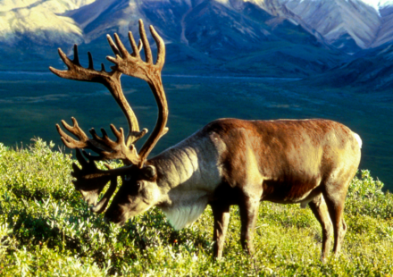 In 1958, the US moved 25 caribou to an Alaska island as emergency food for military personnel; by 2005, their herd had grown to 2,750