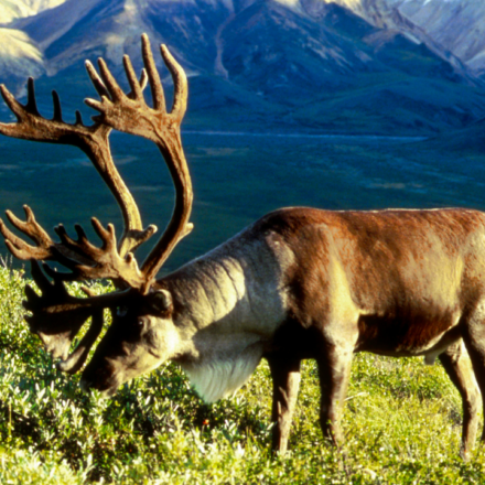 In 1958, the US moved 25 caribou to an Alaska island as emergency food for military personnel; by 2005, their herd had grown to 2,750