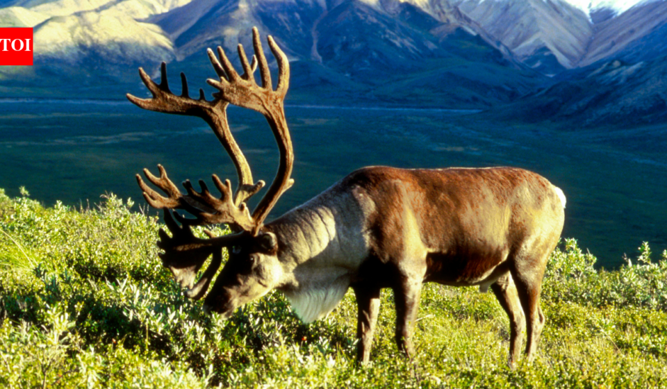 In 1958, the US moved 25 caribou to an Alaska island as emergency food for military personnel; by 2005, their herd had grown to 2,750