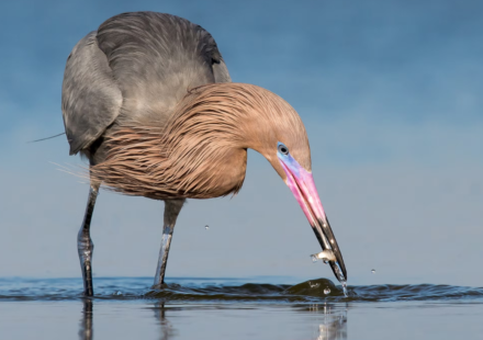 In 1923, wardens began protecting a 35-acre Texas island where the state’s last reddish egrets survived; one family lived there full time in a two-room hut, and today it holds the world’s largest nesting colony