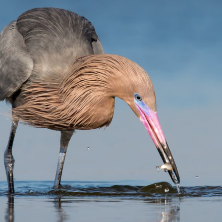 In 1923, wardens began protecting a 35-acre Texas island where the state’s last reddish egrets survived; one family lived there full time in a two-room hut, and today it holds the world’s largest nesting colony