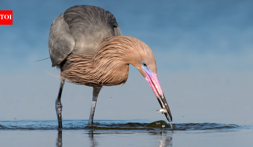 In 1923, wardens began protecting a 35-acre Texas island where the state’s last reddish egrets survived; one family lived there full time in a two-room hut, and today it holds the world’s largest nesting colony