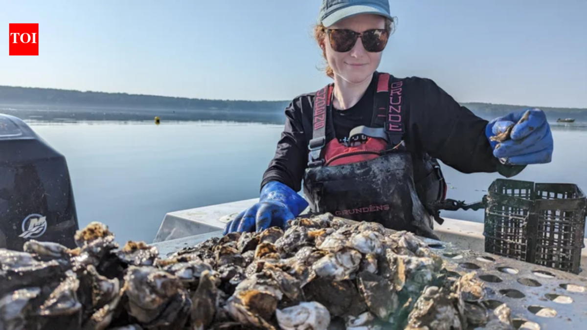 A Maine oyster farm is testing a solar-powered floating conveyor that moves oyster baskets through water and air; one raft is designed for 125,000 oysters a year