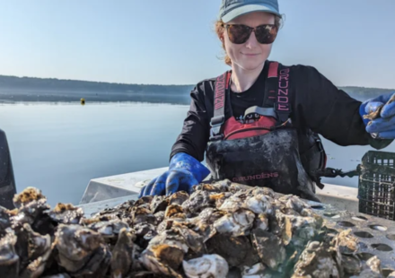 A Maine oyster farm is testing a solar-powered floating conveyor that moves oyster baskets through water and air; one raft is designed for 125,000 oysters a year
