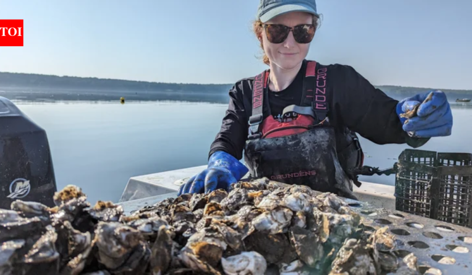 A Maine oyster farm is testing a solar-powered floating conveyor that moves oyster baskets through water and air; one raft is designed for 125,000 oysters a year
