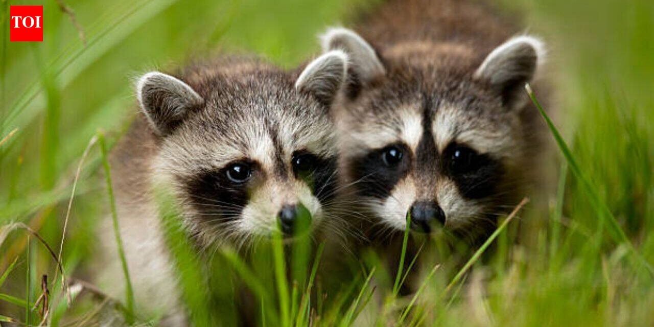 Two pairs of North American raccoons were released in Germany's Kassel, today it is called the 'raccoon capital of Europe' with a population of around 30,000 animals and a disturbed public life