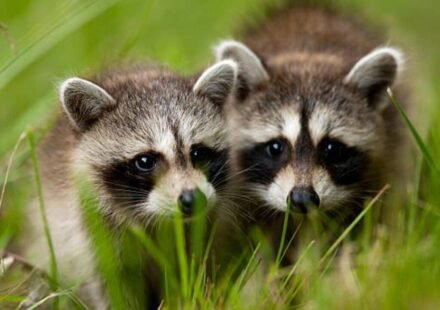 Two pairs of North American raccoons were released in Germany's Kassel, today it is called the 'raccoon capital of Europe' with a population of around 30,000 animals and a disturbed public life