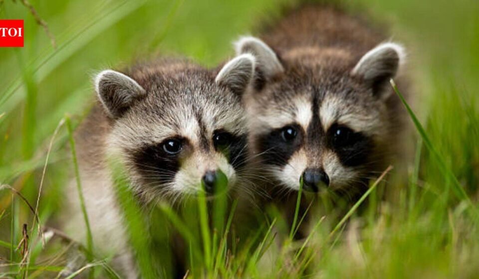 Two pairs of North American raccoons were released in Germany's Kassel, today it is called the 'raccoon capital of Europe' with a population of around 30,000 animals and a disturbed public life