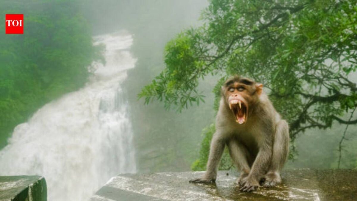 In the 1930s, Florida introduced rhesus macaques to boost tourism; today the invasive monkeys carry a potentially fatal virus and are considered a public-health concern