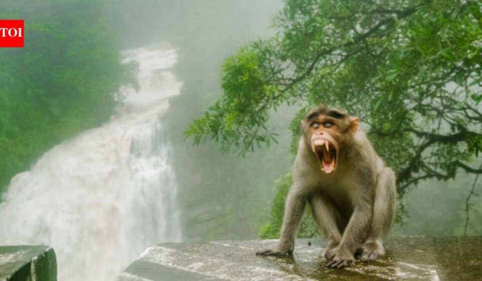 In the 1930s, Florida introduced rhesus macaques to boost tourism; today the invasive monkeys carry a potentially fatal virus and are considered a public-health concern