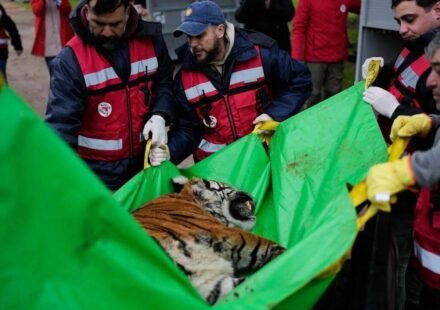 30 lions and tigers spent years in cramped concrete cages at a notorious Argentine zoo; they are now beginning a journey to sanctuaries where they can finally roam freely