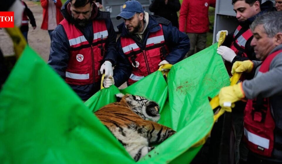 30 lions and tigers spent years in cramped concrete cages at a notorious Argentine zoo; they are now beginning a journey to sanctuaries where they can finally roam freely