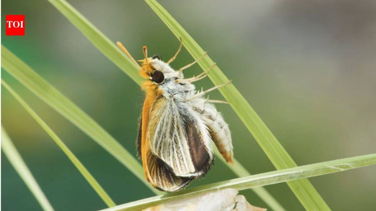 Only nine of these butterflies were found across the US in 2022; three years later researchers released more than 1,300 to rebuild the species