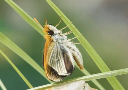 Only nine of these butterflies were found across the US in 2022; three years later researchers released more than 1,300 to rebuild the species