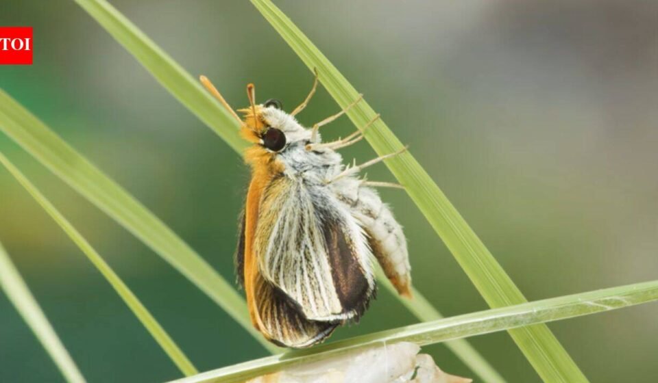 Only nine of these butterflies were found across the US in 2022; three years later researchers released more than 1,300 to rebuild the species