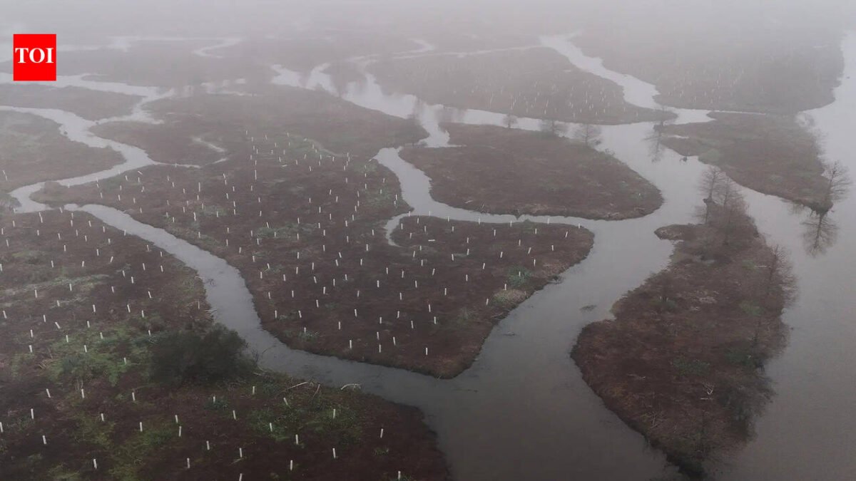 In 2026, volunteers began planting 30,000 trees to rebuild the wetland forest that once shielded New Orleans from storms