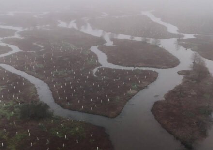In 2026, volunteers began planting 30,000 trees to rebuild the wetland forest that once shielded New Orleans from storms