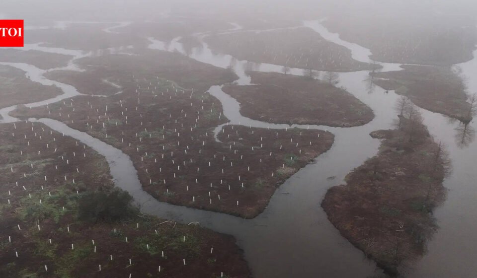 In 2026, volunteers began planting 30,000 trees to rebuild the wetland forest that once shielded New Orleans from storms