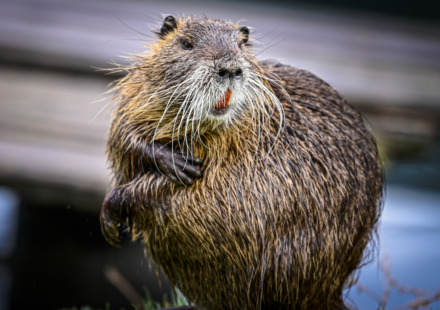 In 2024, a beaver returned to a California creek after 19 years and began cutting down aspen trees beside a man-made dam