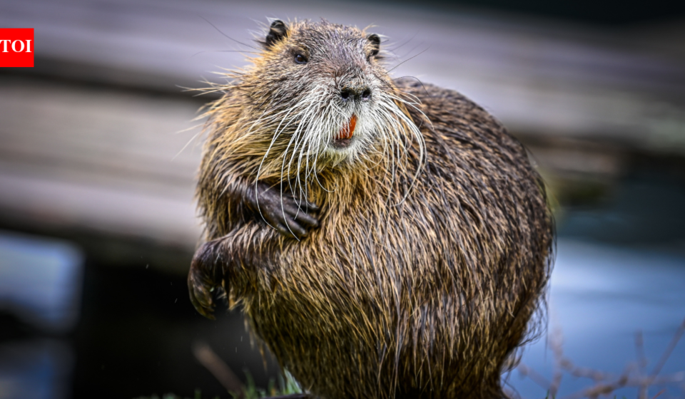 In 2024, a beaver returned to a California creek after 19 years and began cutting down aspen trees beside a man-made dam