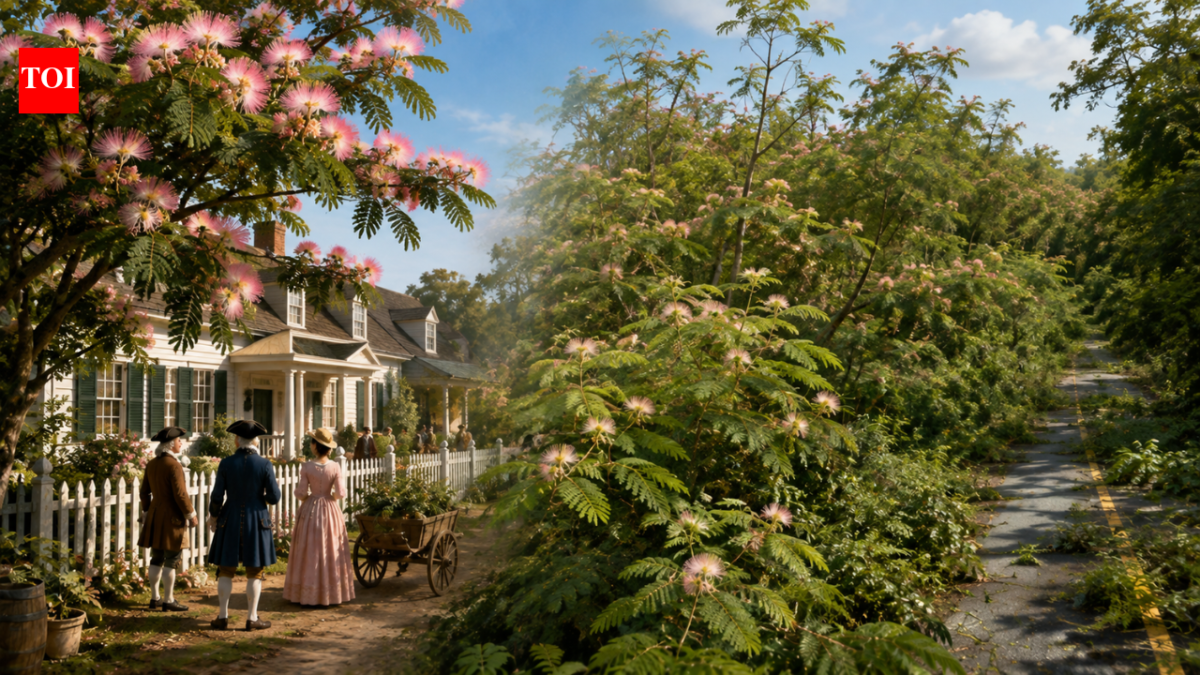 In 1745, the US welcomed mimosa trees for their pink flowers; they later escaped gardens and spread as an invasive species