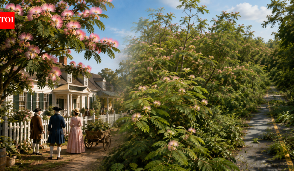 In 1745, the US welcomed mimosa trees for their pink flowers; they later escaped gardens and spread as an invasive species