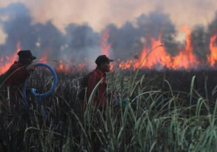 Wildfires came within metres of rescued orangutans in Indonesia; staff fought the blaze into the night and moved 60 animals to safer enclosures