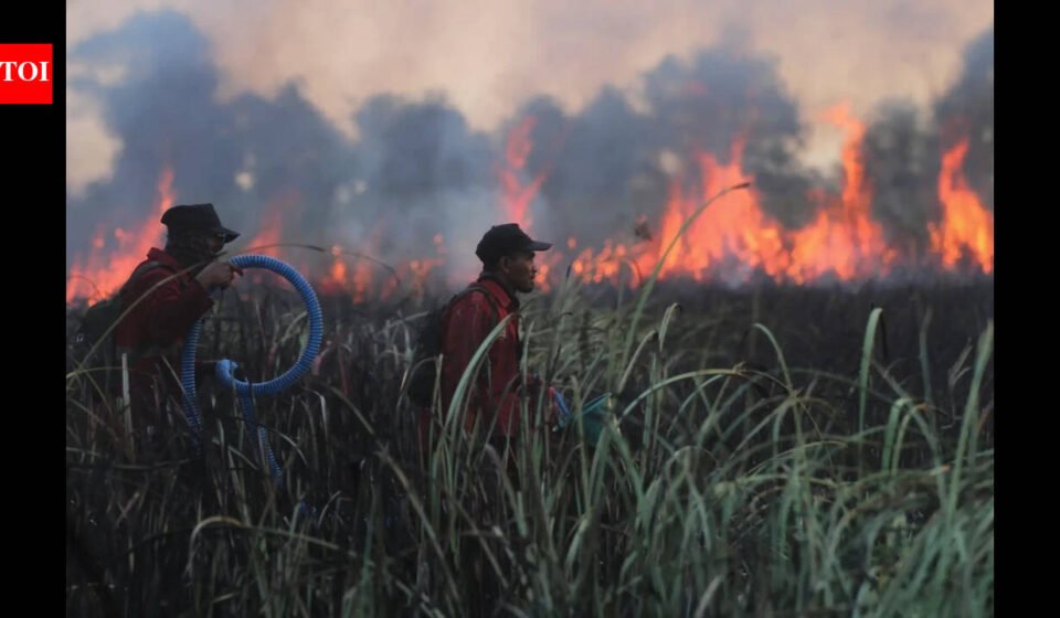 Wildfires came within metres of rescued orangutans in Indonesia; staff fought the blaze into the night and moved 60 animals to safer enclosures
