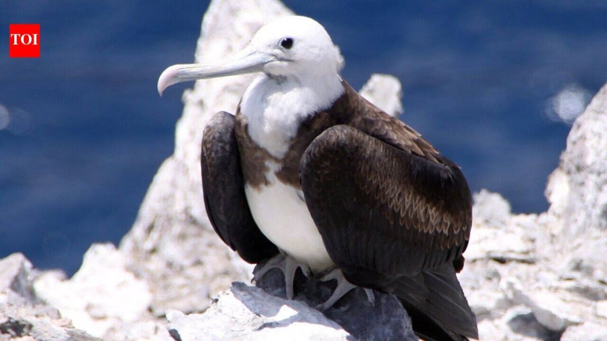 In 1815, cats arrived on Ascension Island; they drove huge seabird colonies away until conservationists launched a cat-eradication mission