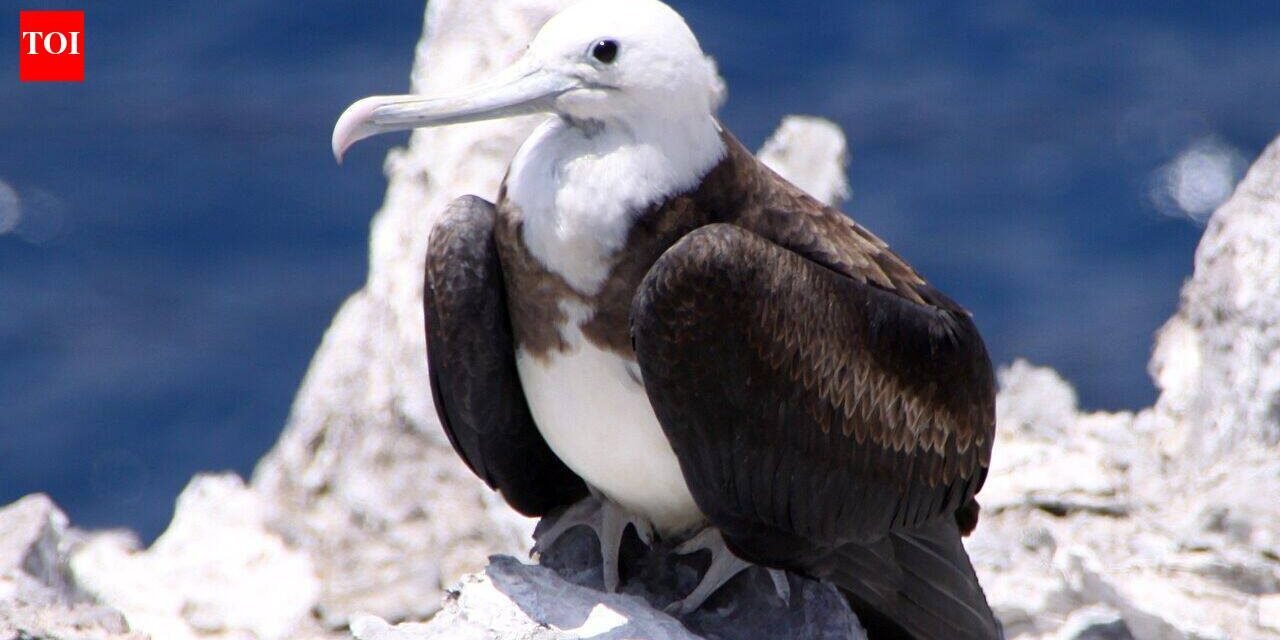 In 1815, cats arrived on Ascension Island; they drove huge seabird colonies away until conservationists launched a cat-eradication mission