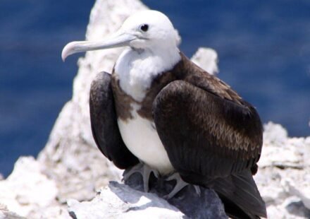 In 1815, cats arrived on Ascension Island; they drove huge seabird colonies away until conservationists launched a cat-eradication mission