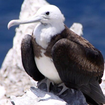 In 1815, cats arrived on Ascension Island; they drove huge seabird colonies away until conservationists launched a cat-eradication mission