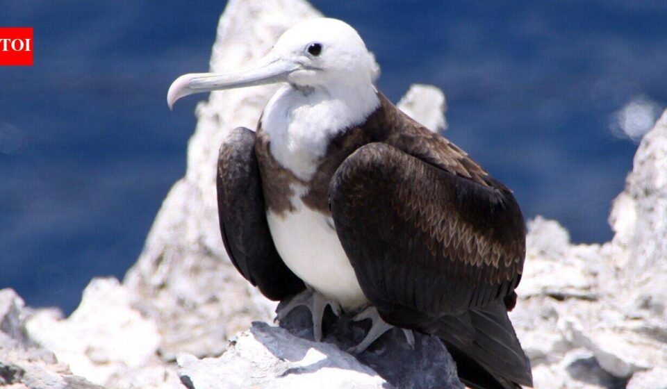 In 1815, cats arrived on Ascension Island; they drove huge seabird colonies away until conservationists launched a cat-eradication mission