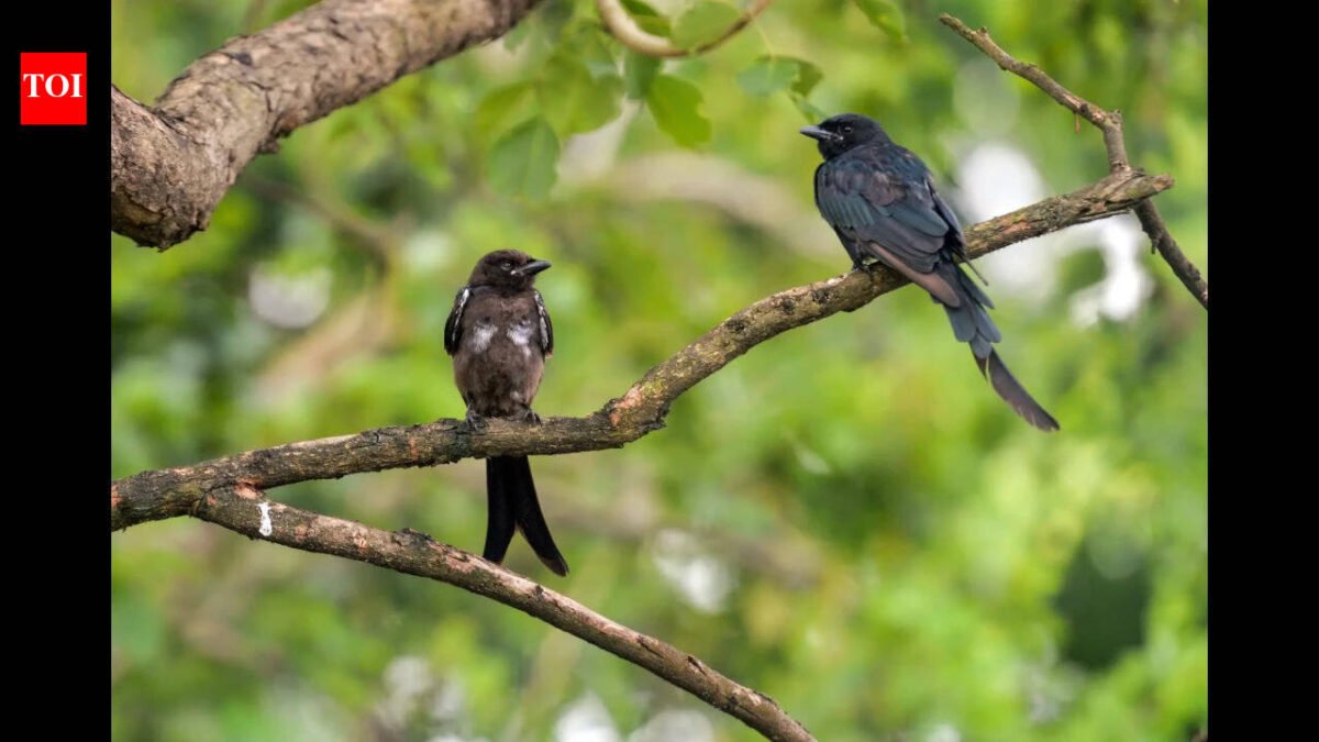 In 1935, black drongos were introduced on Rota to control crop pests; decades later the aggressive birds spread to Guam and became a threat to native birds