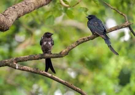 In 1935, black drongos were introduced on Rota to control crop pests; decades later the aggressive birds spread to Guam and became a threat to native birds